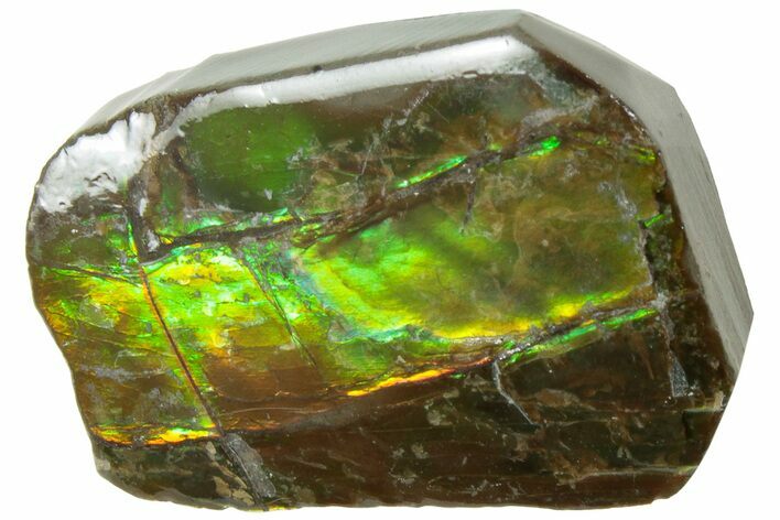 Iridescent Ammolite (Fossil Ammonite Shell) - Alberta #236456
